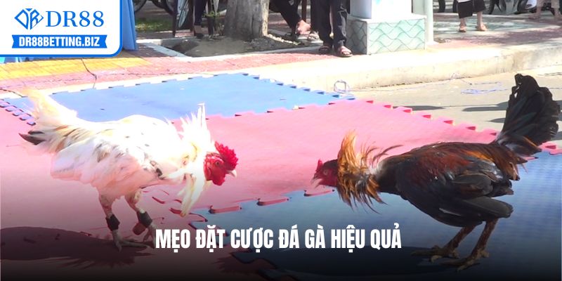 Mẹo đặt cược đá gà hiệu quả