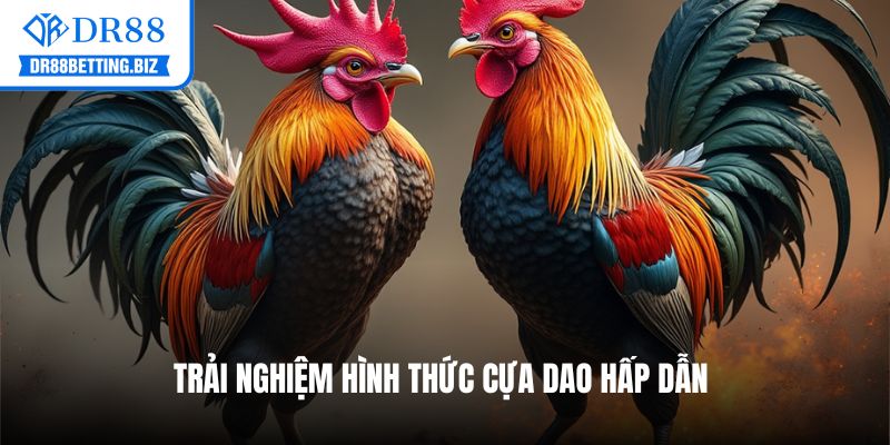Trải nghiệm hình thức cựa dao hấp dẫn