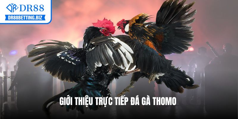 Giới thiệu trực tiếp đá gà Thomo hôm nay